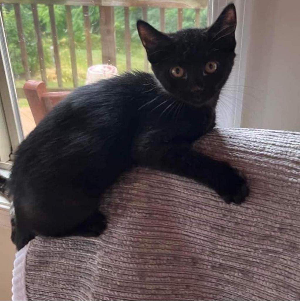 Enlarge Emerald/Cookie, a Adoptable Domestic Short Hair in Winchester, VA image 5/5