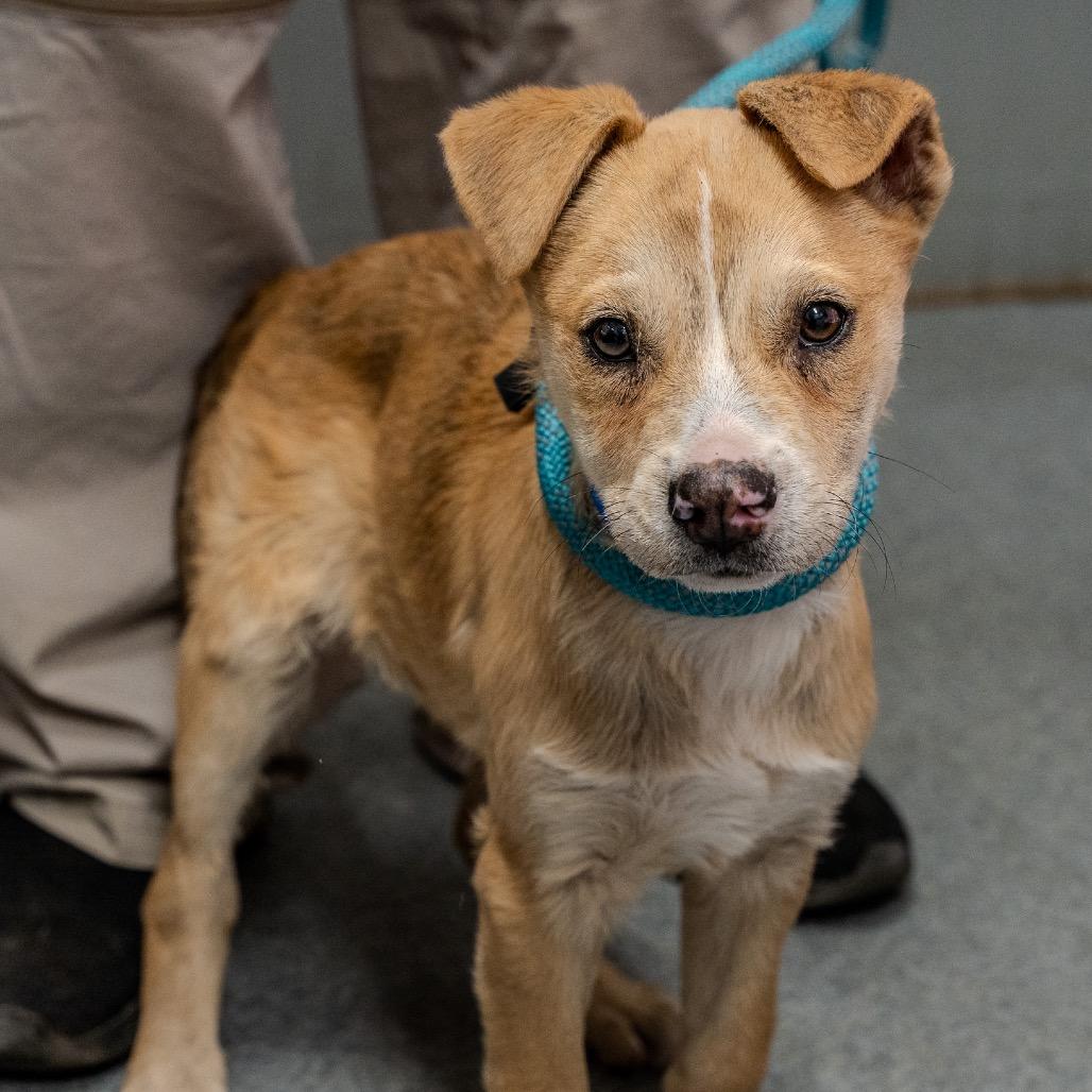 Enlarge Jackson, a Adoptable mixed breed in Pawling, NY image 1/6