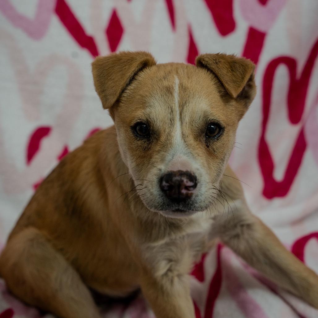 Enlarge Jackson, a Adoptable mixed breed in Pawling, NY image 2/6