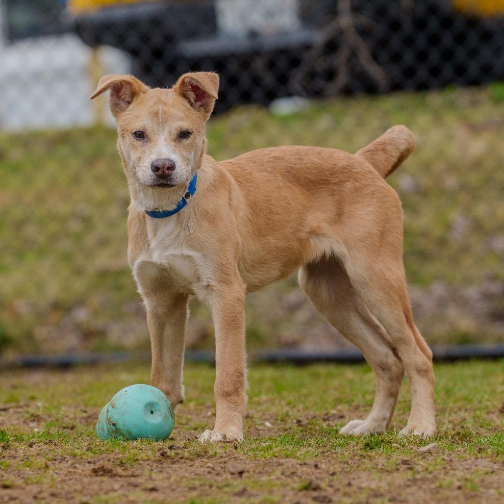 Enlarge Jackson, a Adoptable mixed breed in Pawling, NY image 3/6