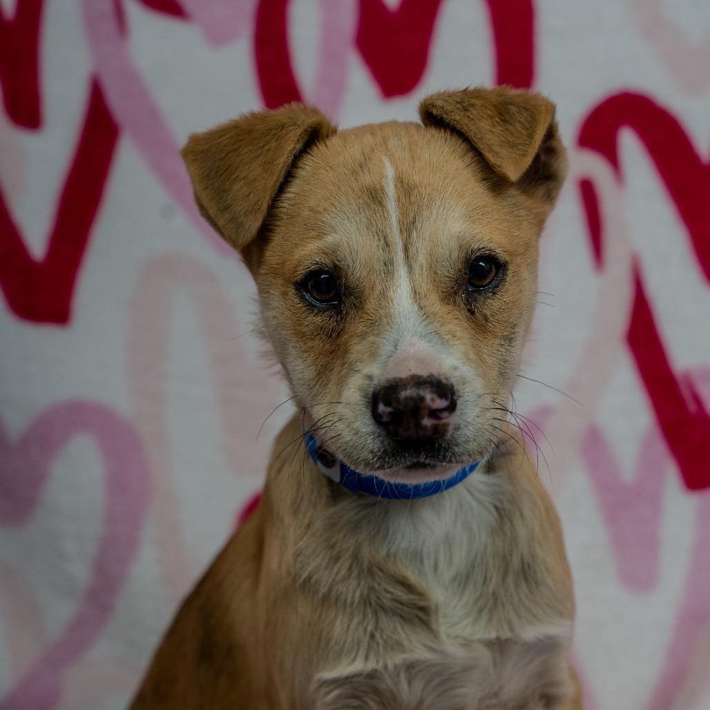 Enlarge Jackson, a Adoptable mixed breed in Pawling, NY image 3/6