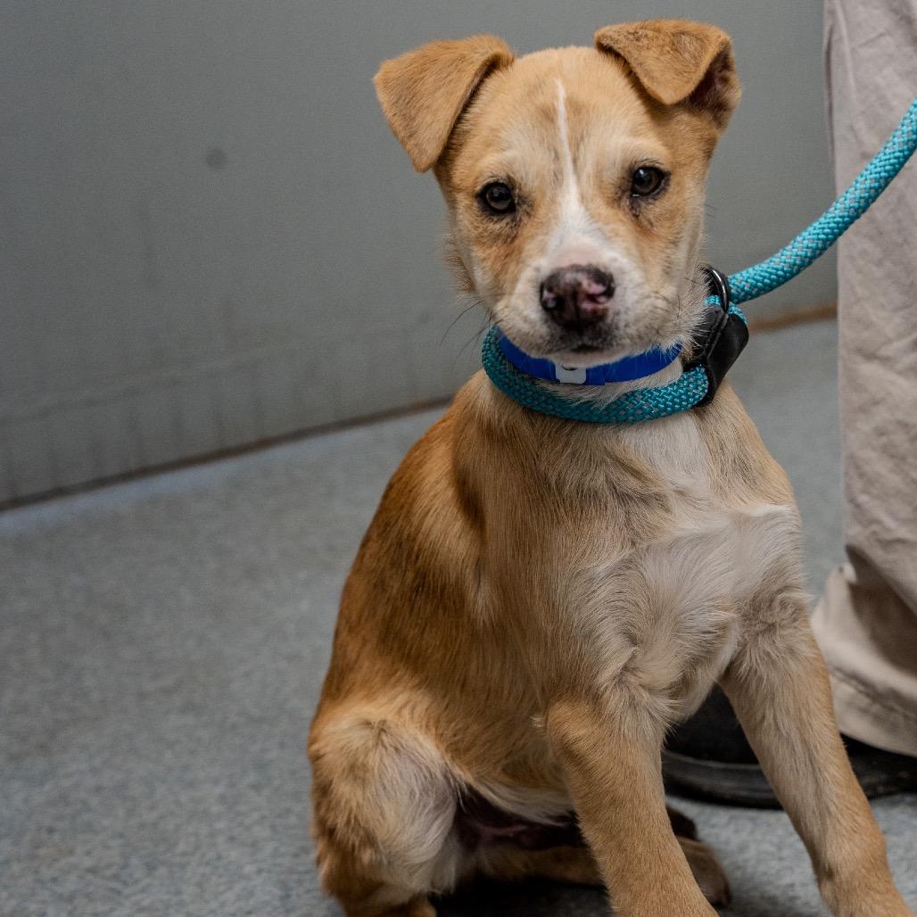 Enlarge Jackson, a Adoptable mixed breed in Pawling, NY image 4/6