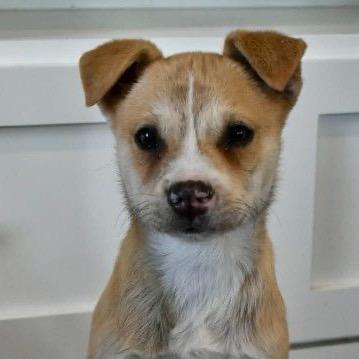 Enlarge Jackson, a Adoptable mixed breed in Pawling, NY image 5/6