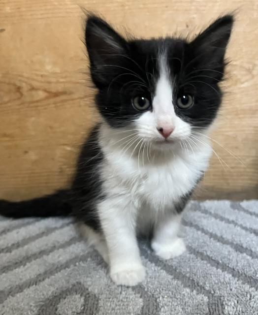 Enlarge Velvet, a Adopted Domestic Medium Hair in Trenton, MO image 1/1