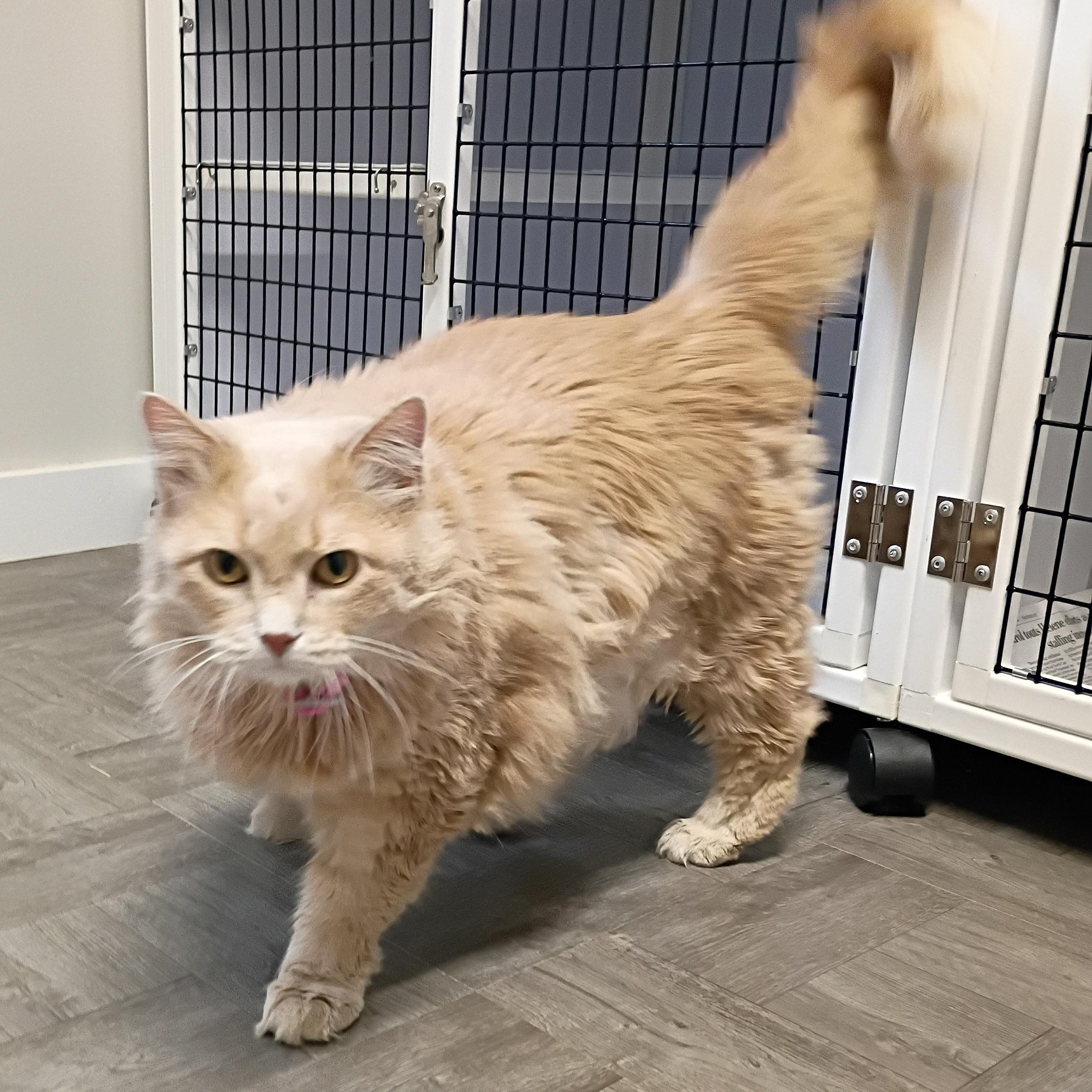 Enlarge Trinity, an adopted mixed breed in Rogersville, TN image 2/3