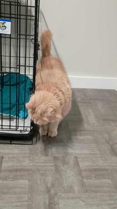 Enlarge Trinity, an adopted mixed breed in Rogersville, TN video 3/3