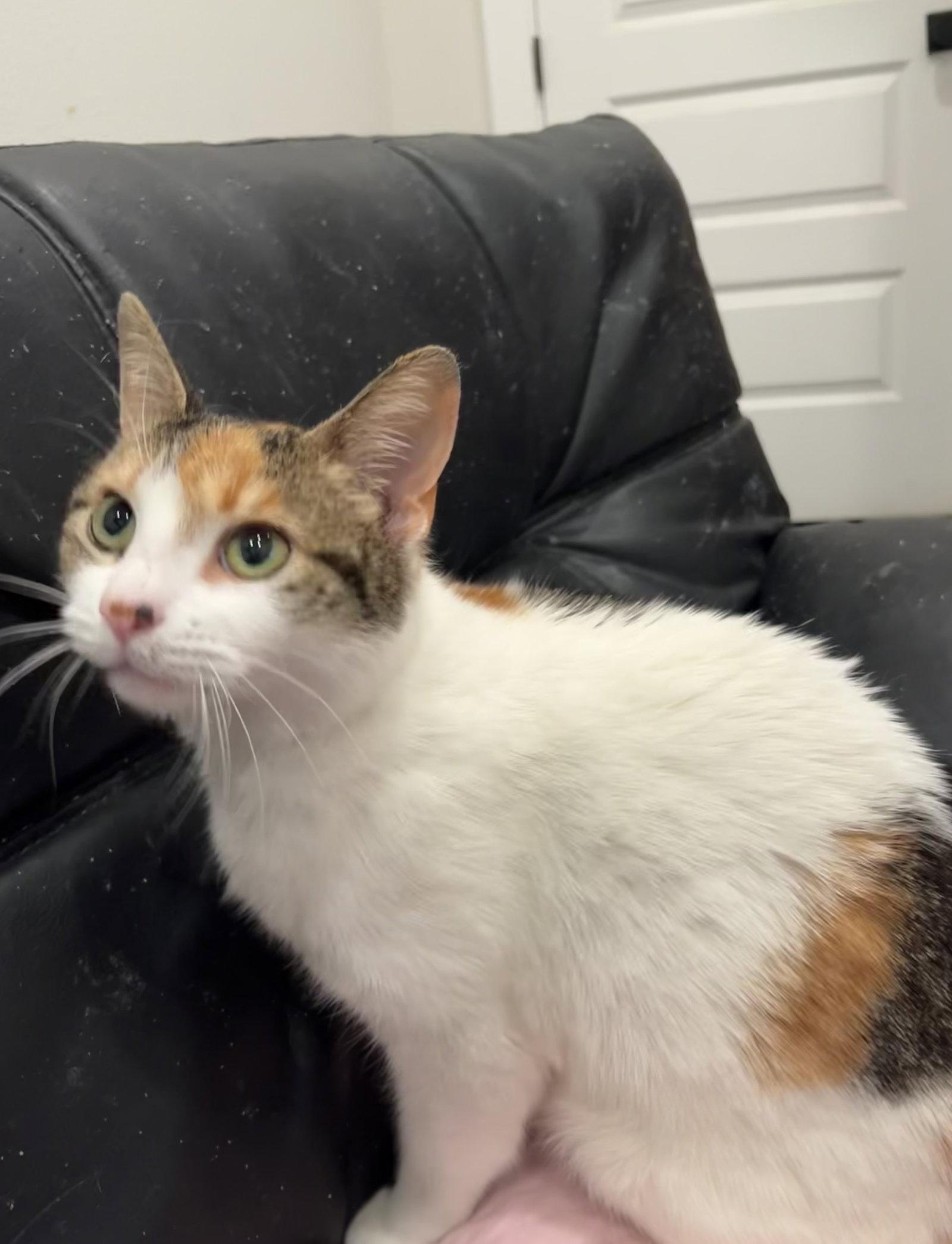 Enlarge Tri-Angel the TriPod, a Adopted Domestic Short Hair in Frisco, TX image 1/2