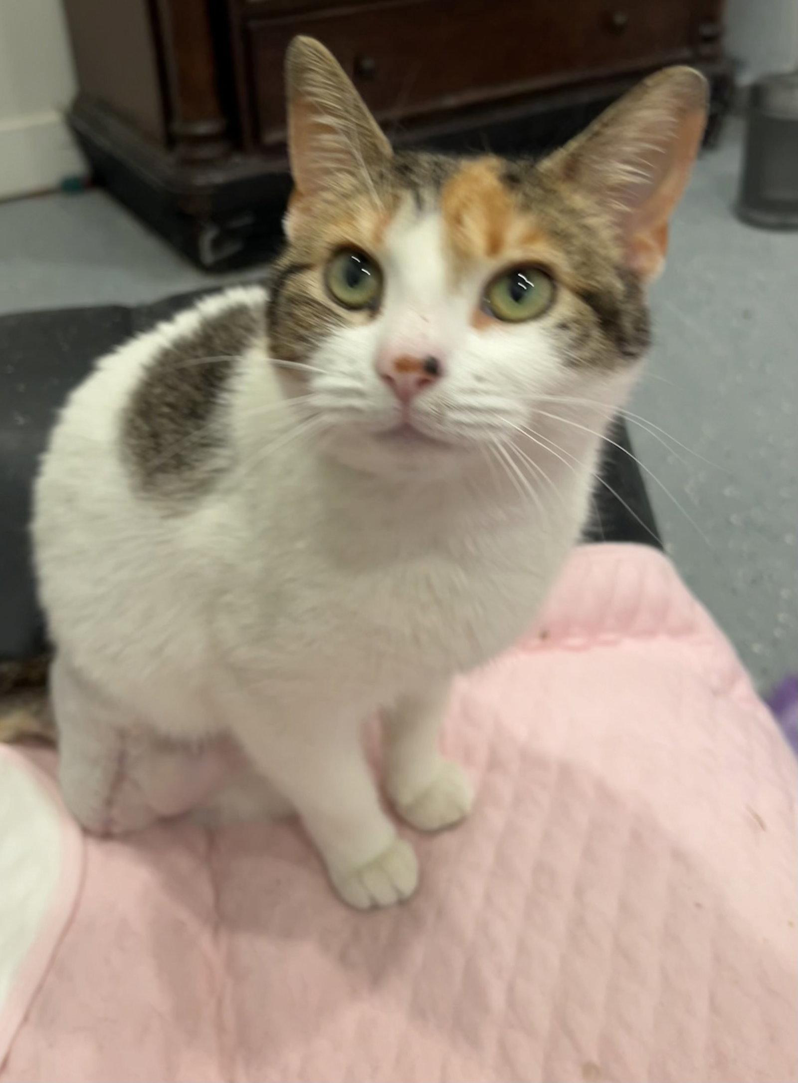 Enlarge Tri-Angel the TriPod, a Adopted Domestic Short Hair in Frisco, TX image 2/2