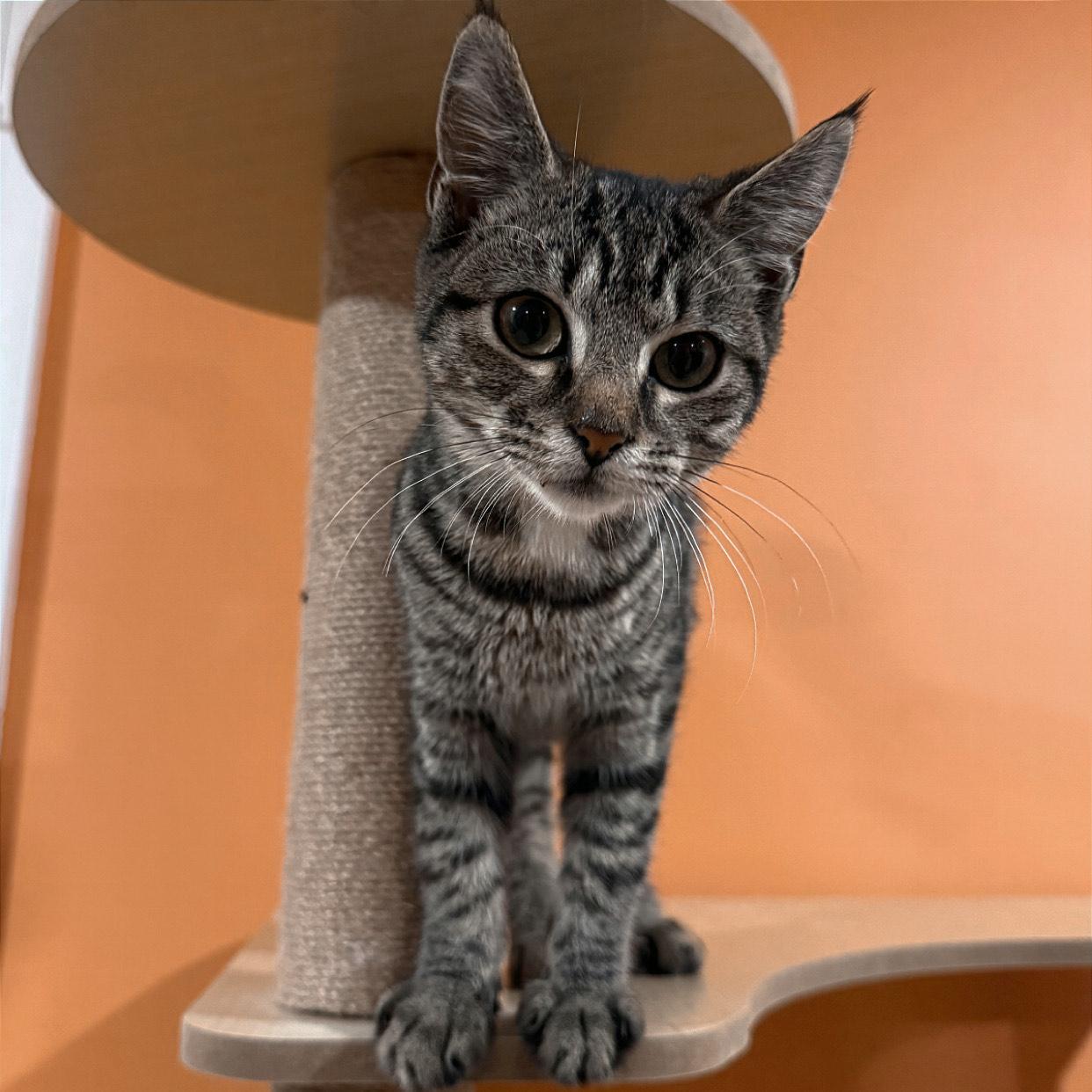 Kensie, a Adoptable Domestic Short Hair in Westville, NJ image 2/2