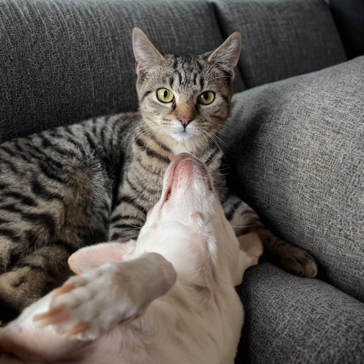 Kensie, a Adoptable Domestic Short Hair in Westville, NJ image 1/2