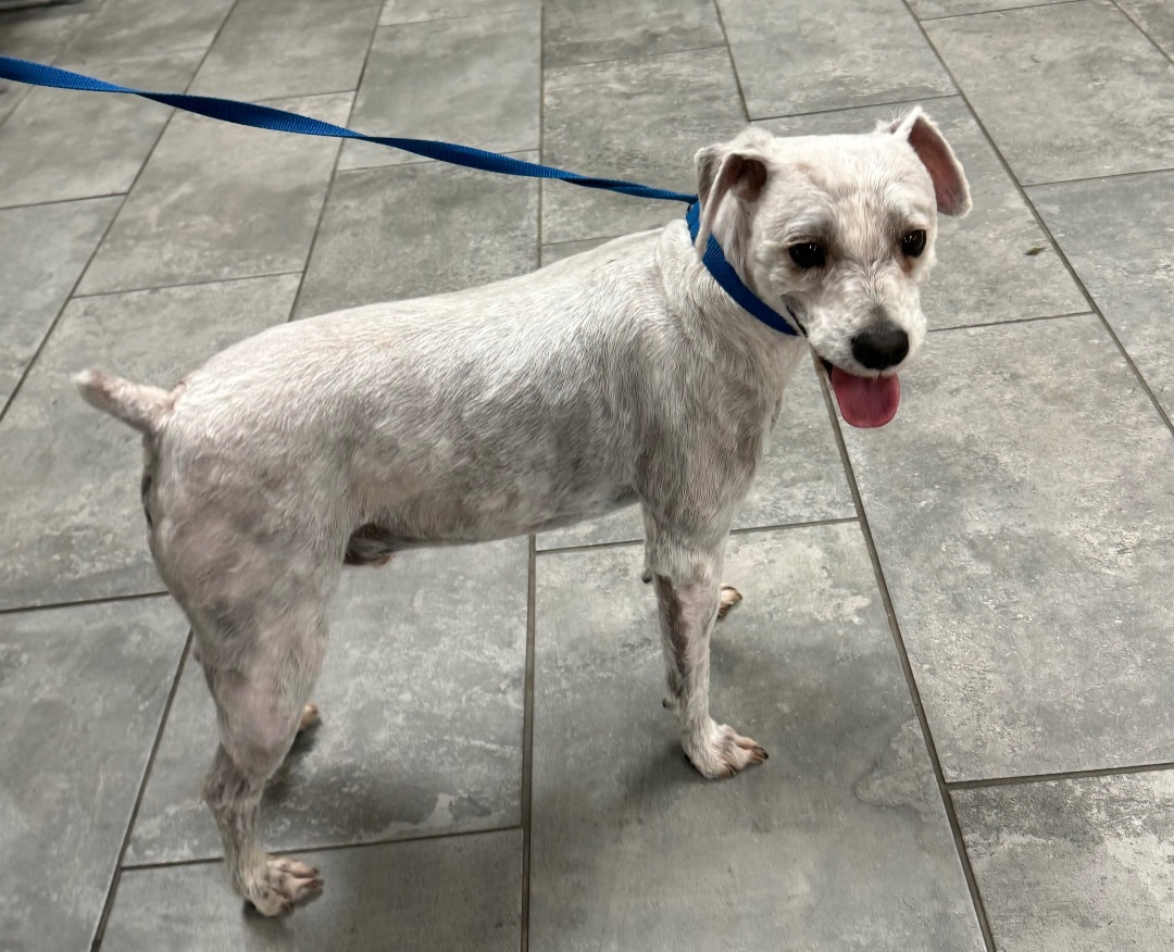 Oliver, a Adopted Schnauzer in Hartford , CT image 1/3