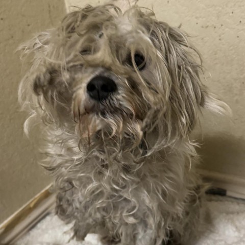 Oliver, a Adopted Schnauzer in Hartford , CT image 3/3