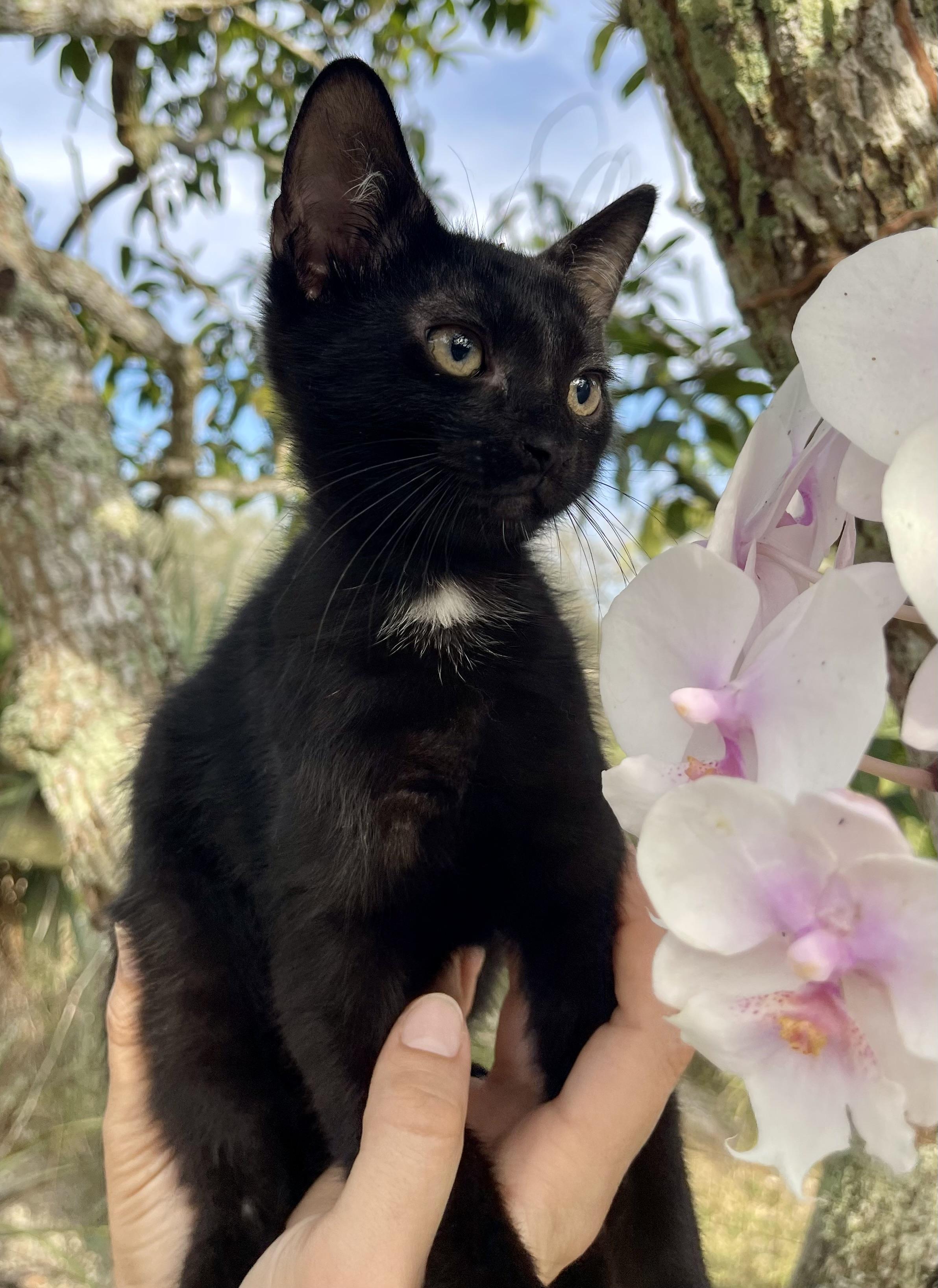 Grumpy Kitty, adopted, Kitten Male Domestic Short Hair & Bombay.