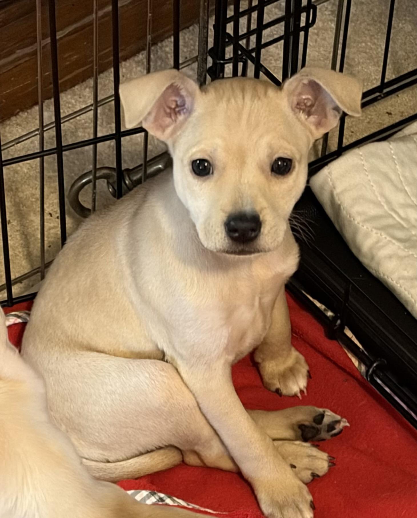 MICKEY, a ADOPTABLE mixed breed in Dumont, NJ image 2/3