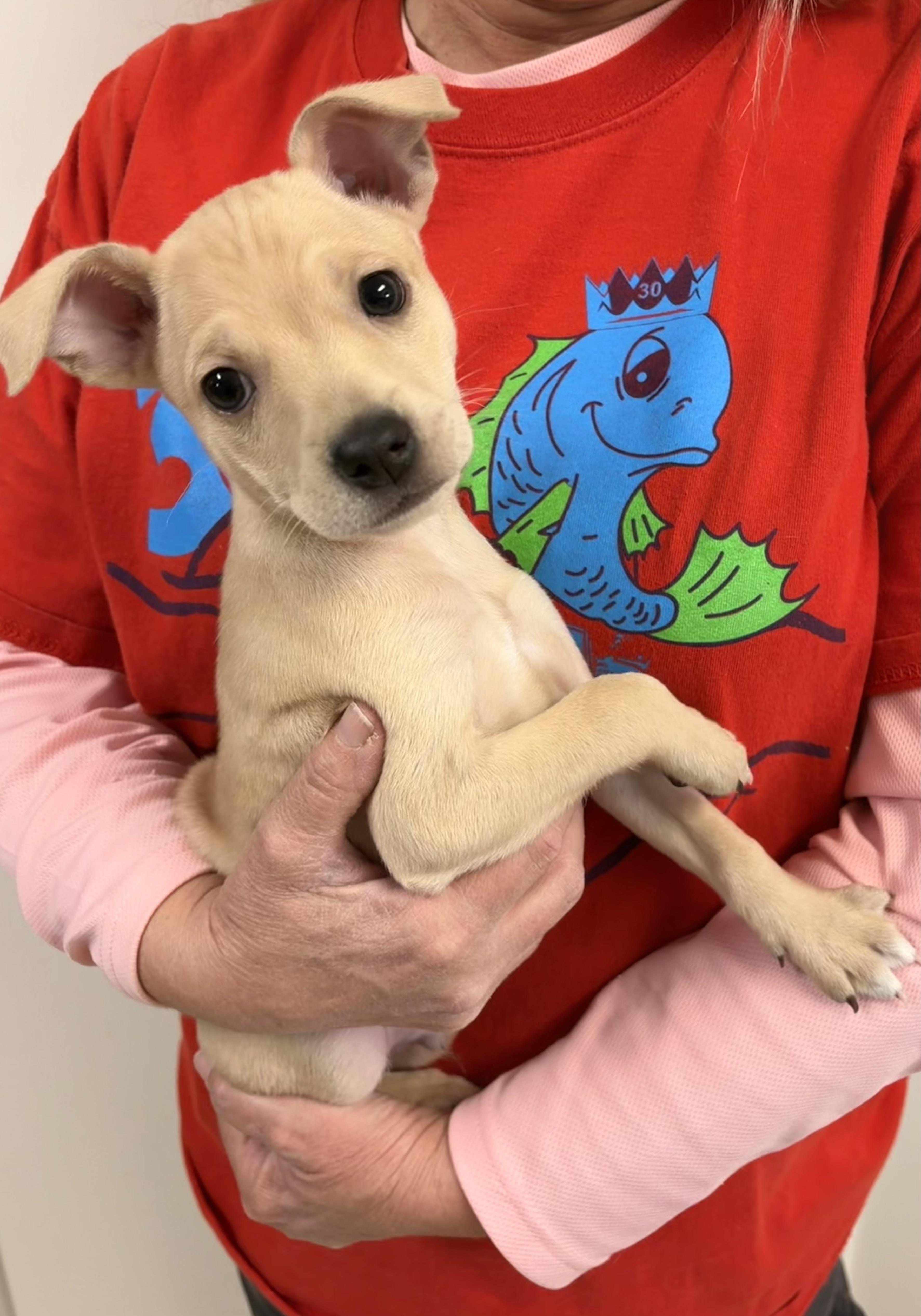 MICKEY, a ADOPTABLE mixed breed in Dumont, NJ image 1/3