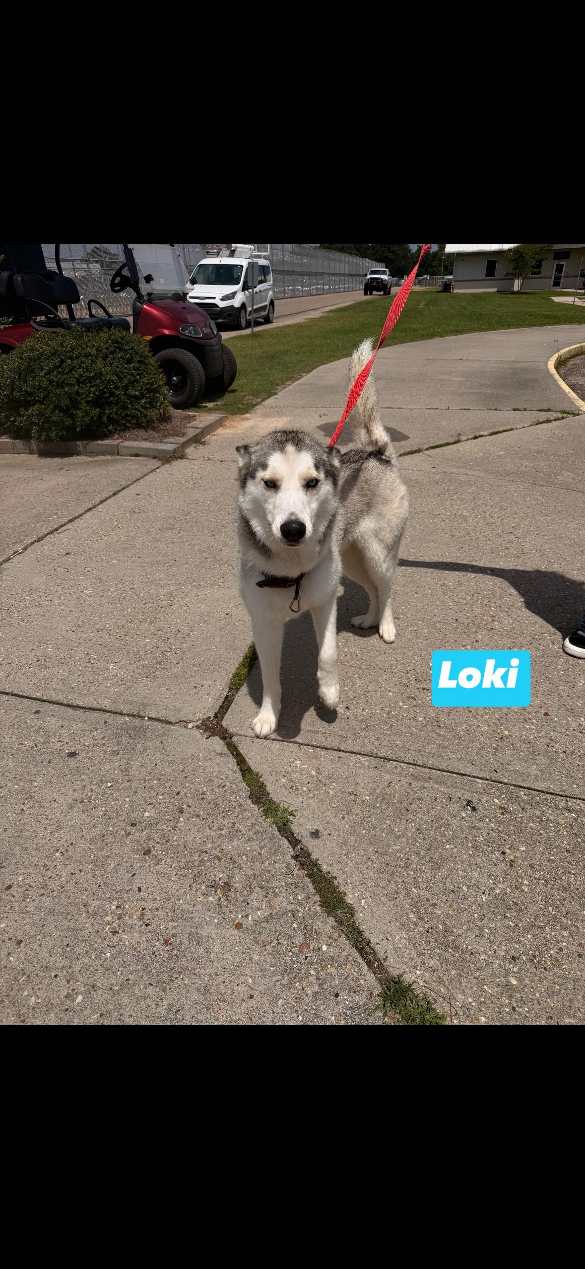 Loki, Adoptable, Young Male Husky.