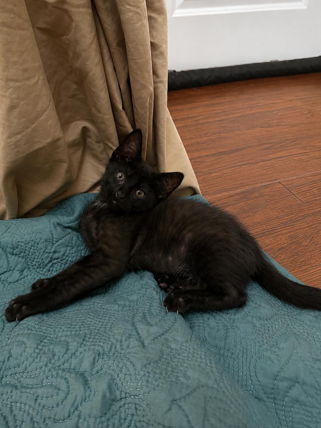 Enlarge Cricket, a Adoptable American Shorthair in Paulina, LA image 1/2