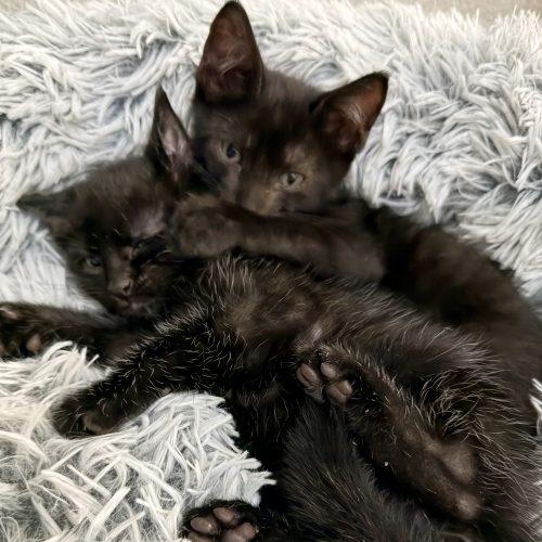 Cricket, Adoptable, Kitten Male American Shorthair.