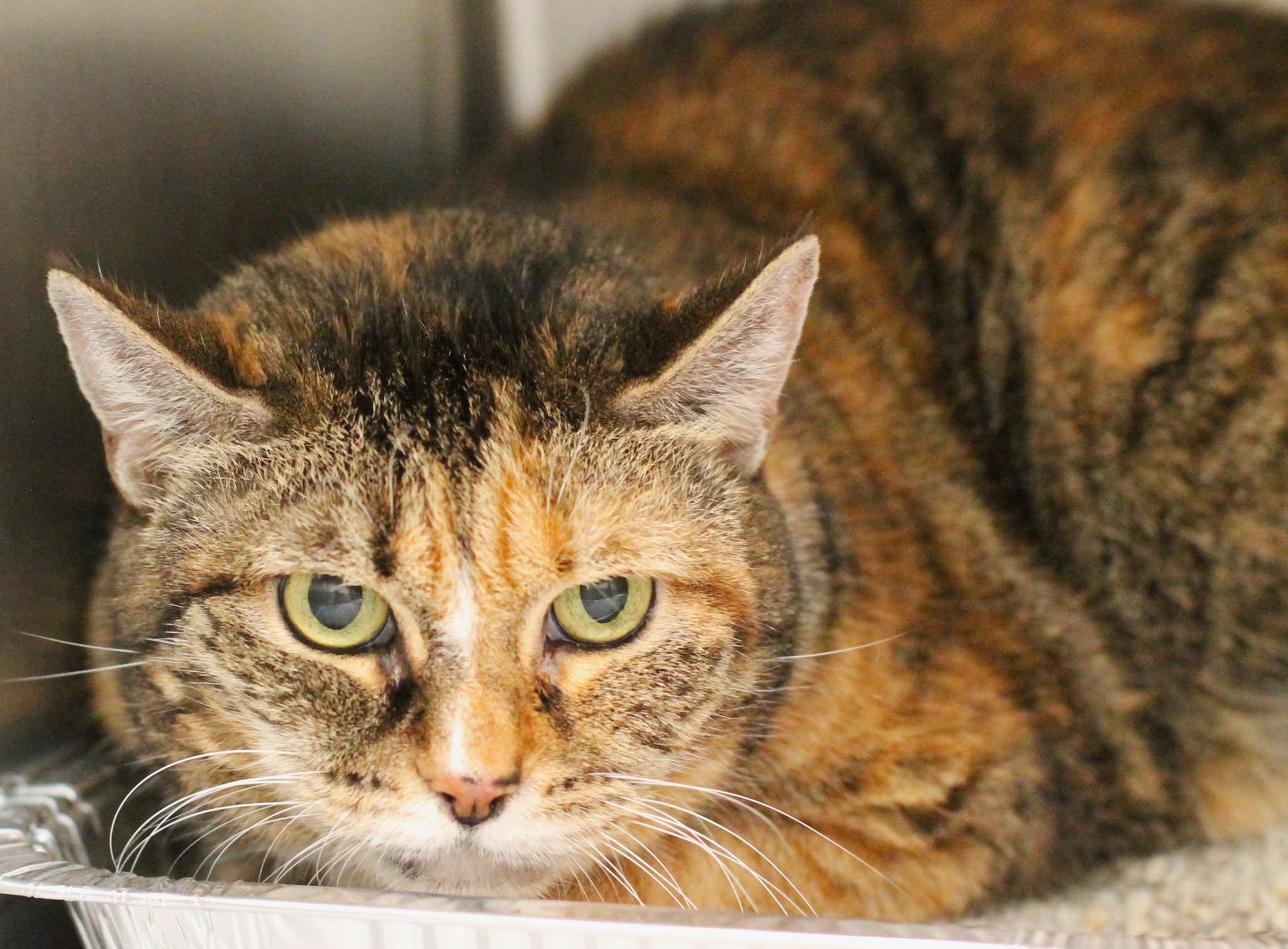 Enlarge 25-01062, a Adoptable Domestic Short Hair in Fredericksburg, VA image 1/1