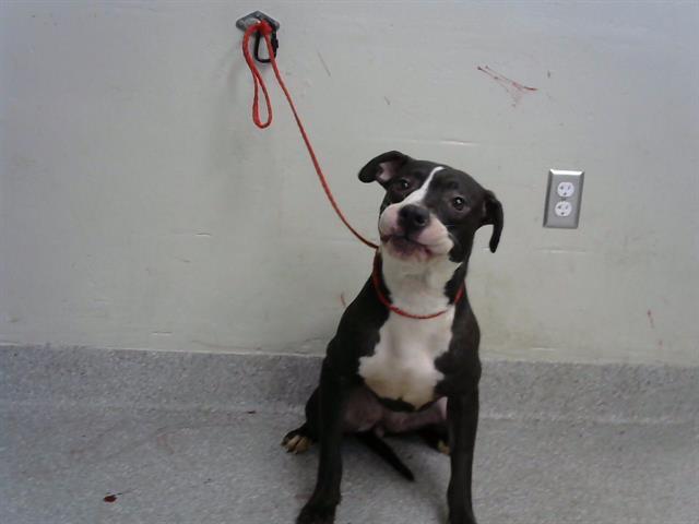 MIA THERMOPOLIS, Adoptable, Adult Female Pit Bull Terrier & Mixed Breed.