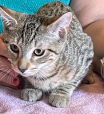 Betty, adopted, Kitten Male Abyssinian & Tiger.