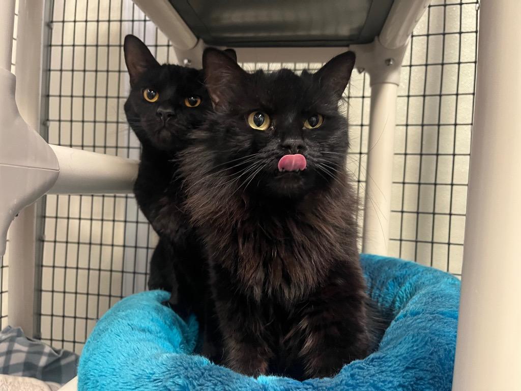 Yen, Adoptable, Adult Female Domestic Medium Hair.