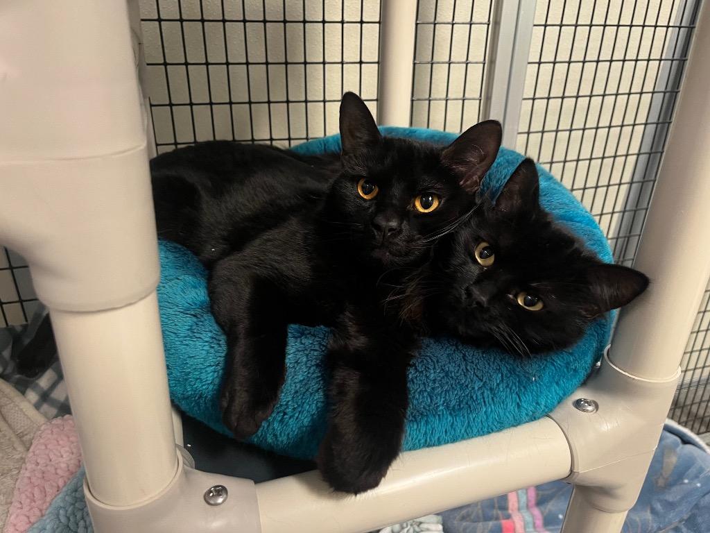 Enlarge Yen, a Adoptable mixed breed in Raleigh, NC image 2/4