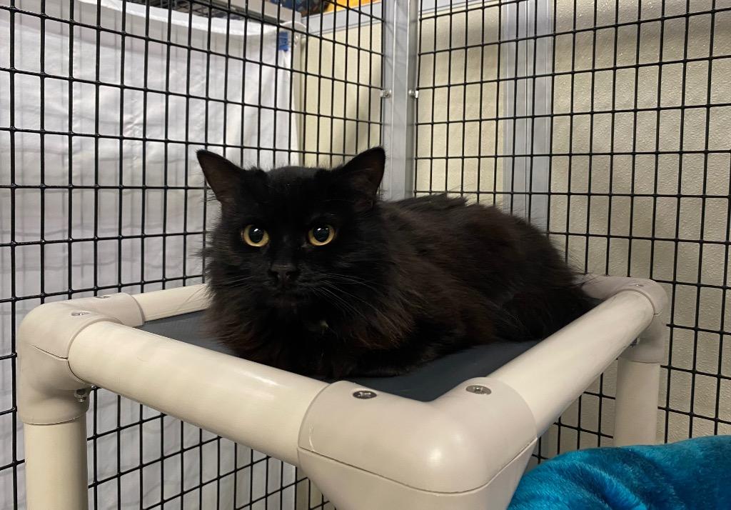 Yen, Adoptable, Adult Female Domestic Medium Hair.