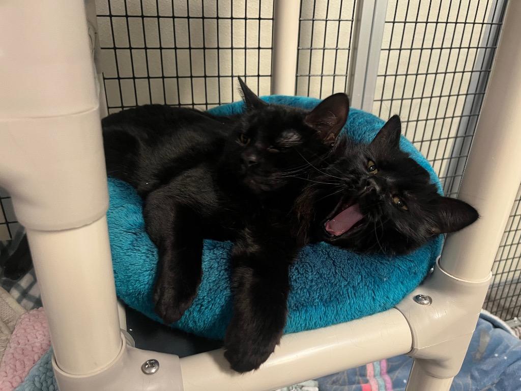 Enlarge Yen, a Adoptable mixed breed in Raleigh, NC image 4/4