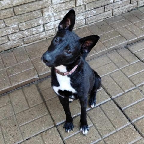 Enlarge Libby, a Adoptable mixed breed in Barrington Hills, IL image 1/1