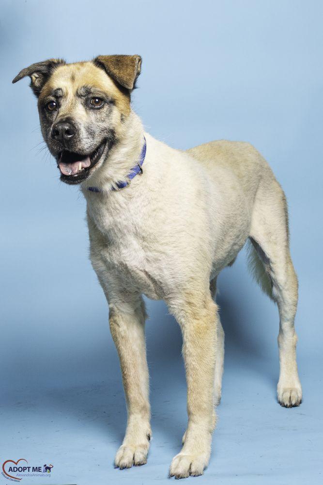Leo, Adoptable, Adult Male Mixed Breed.