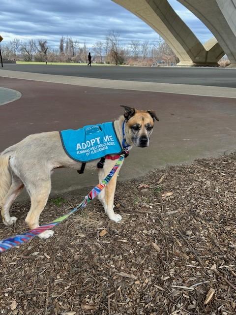 Enlarge Leo, a Adoptable Mixed Breed in Alexandria, VA image 2/6