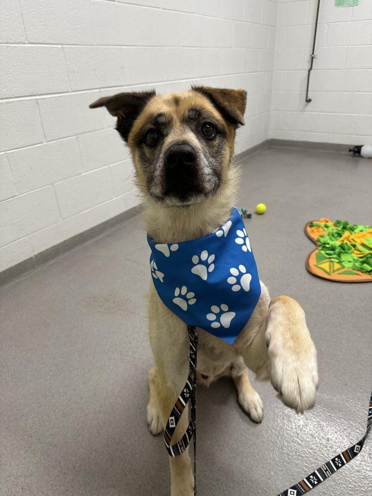 Enlarge Leo, a Adoptable Mixed Breed in Alexandria, VA image 3/6