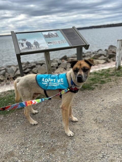 Enlarge Leo, a Adoptable Mixed Breed in Alexandria, VA image 4/6