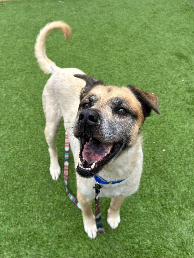 Enlarge Leo, a Adoptable Mixed Breed in Alexandria, VA image 6/6