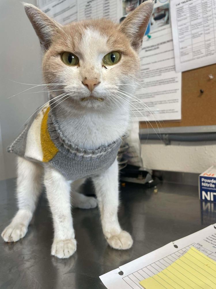 Enlarge Boss Man, a Adoptable Domestic Short Hair in Bolivar, MO image 1/2