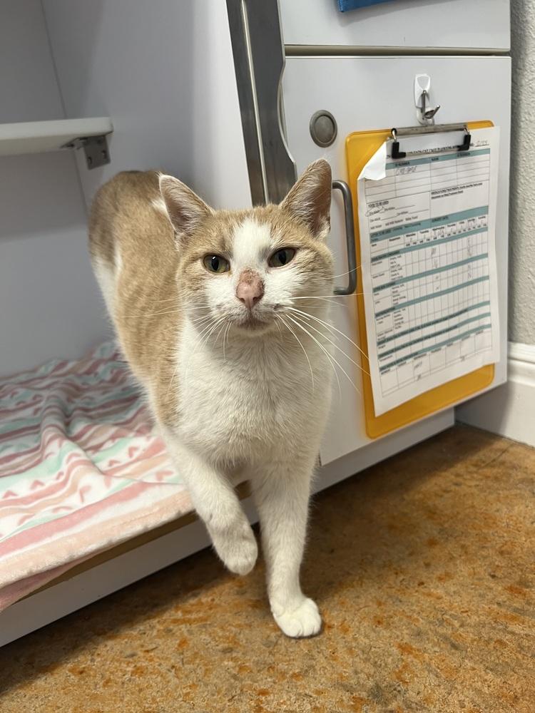 Enlarge Boss Man, a Adoptable Domestic Short Hair in Bolivar, MO image 2/2