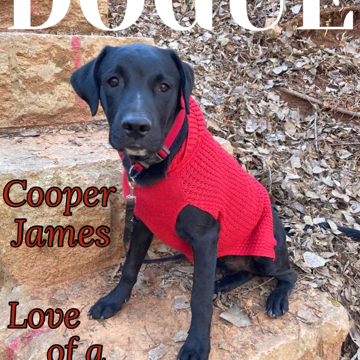 Enlarge Cooper James, an adopted mixed breed in Noble, OK image 5/6