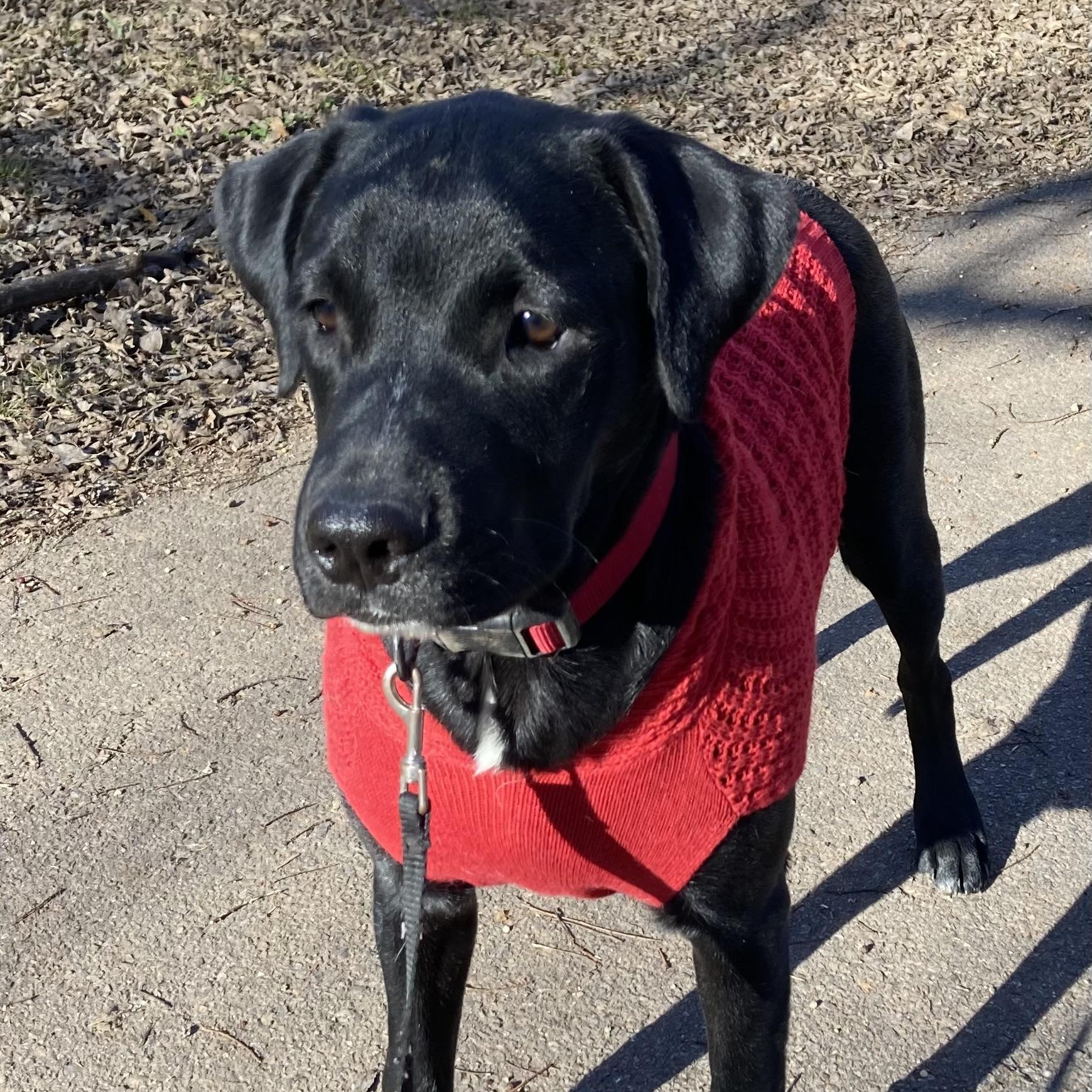 Enlarge Cooper James, an adopted mixed breed in Noble, OK image 4/6