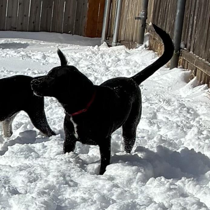 Enlarge Cooper James, an adopted mixed breed in Noble, OK image 2/6