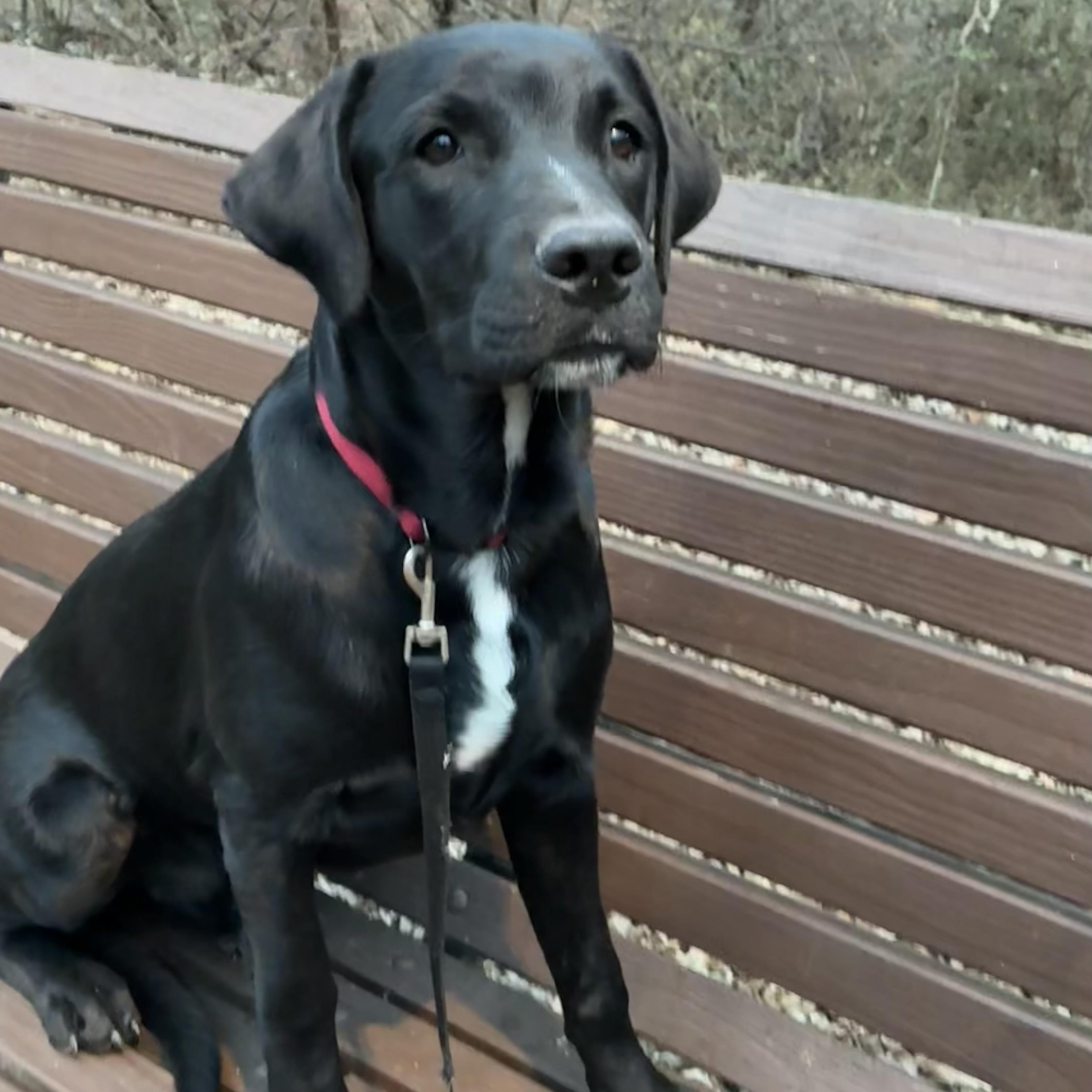 Cooper James, adopted, Puppy Male Black Labrador Retriever & Mixed Breed.