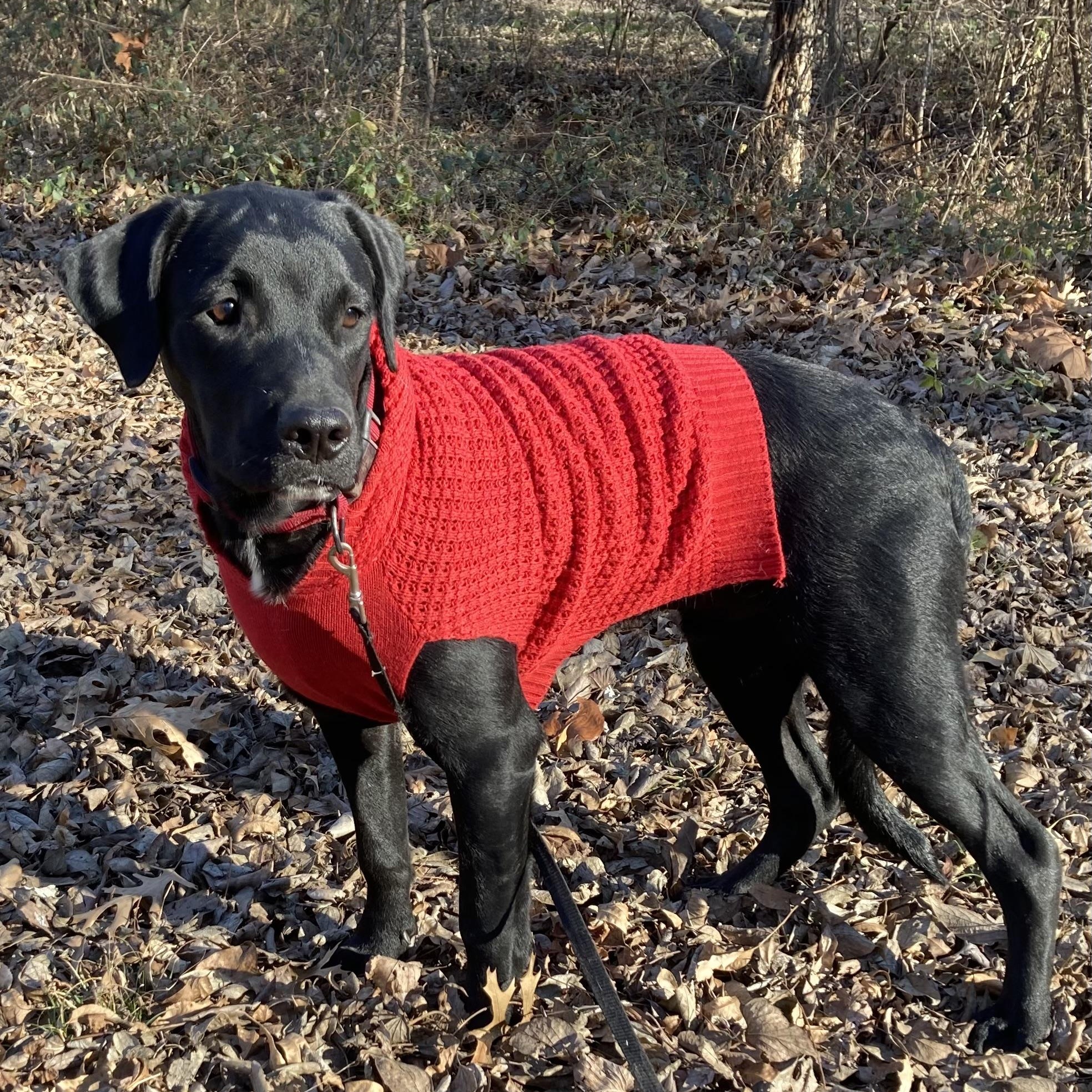 Enlarge Cooper James, an adopted mixed breed in Noble, OK image 3/6