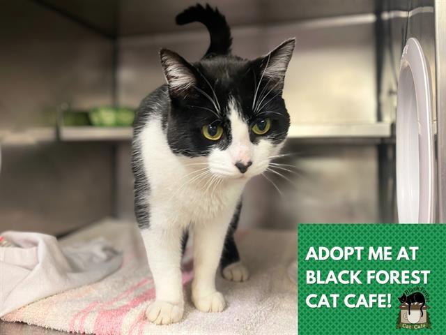 Enlarge AVA, a Adoptable Domestic Short Hair in Fort Wayne, IN image 1/1