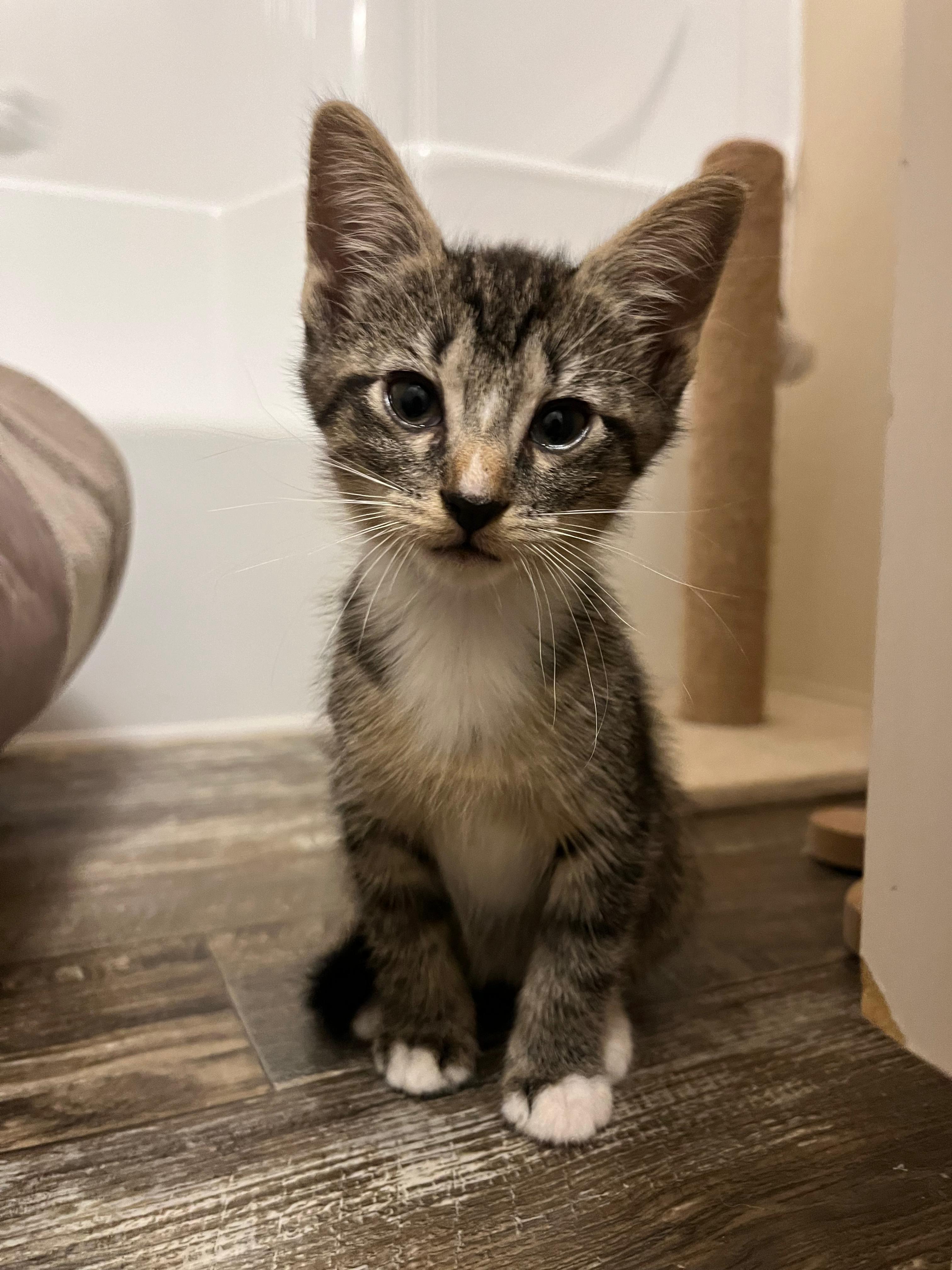 Doja Cat, Adopted, Young Female Domestic Short Hair.