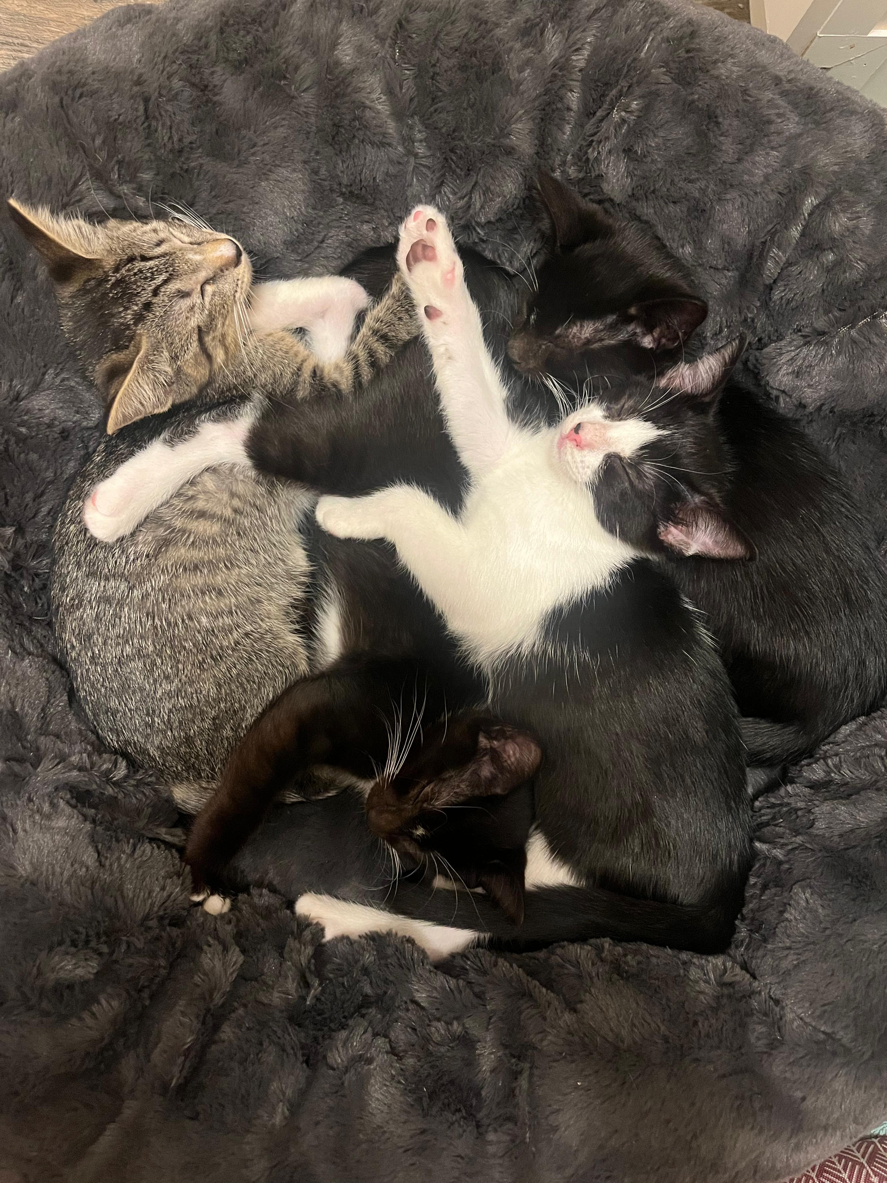 Enlarge Doja Cat, a Adopted Domestic Short Hair in Mississippi State, MS image 2/3