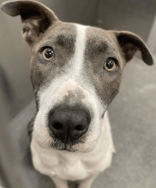 Gabi A1178703, an adoptable Mixed Breed in Dallas, TX_image-1
