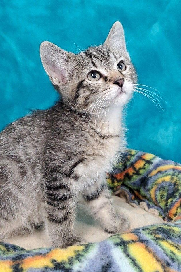 Cormac, Adopted, Kitten Male Domestic Short Hair.