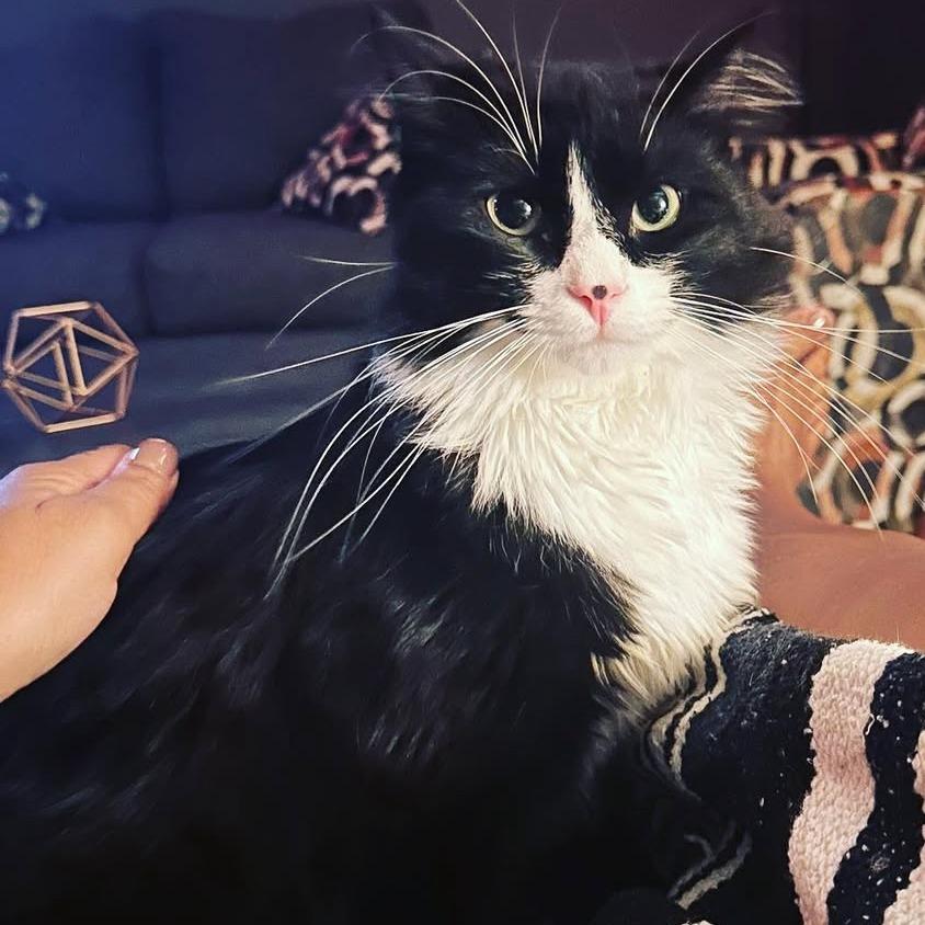 Enlarge Poe, a Adoptable Domestic Long Hair in Decatur, GA image 1/1