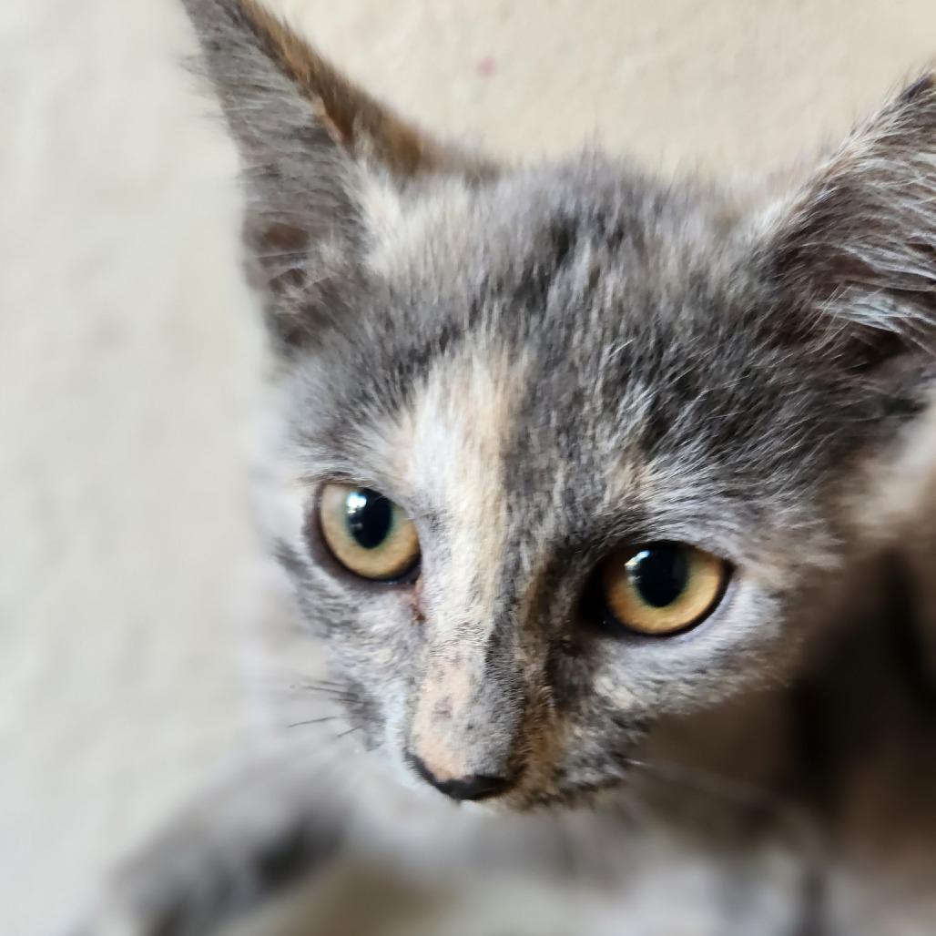 Lady, Adoptable, Kitten Female Domestic Short Hair.