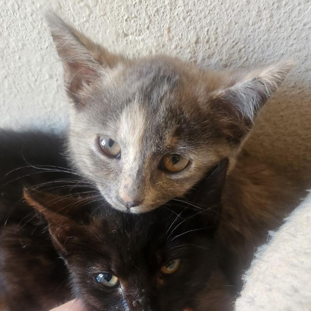 Enlarge Lady, a Adoptable Domestic Short Hair in Calimesa, CA image 2/2